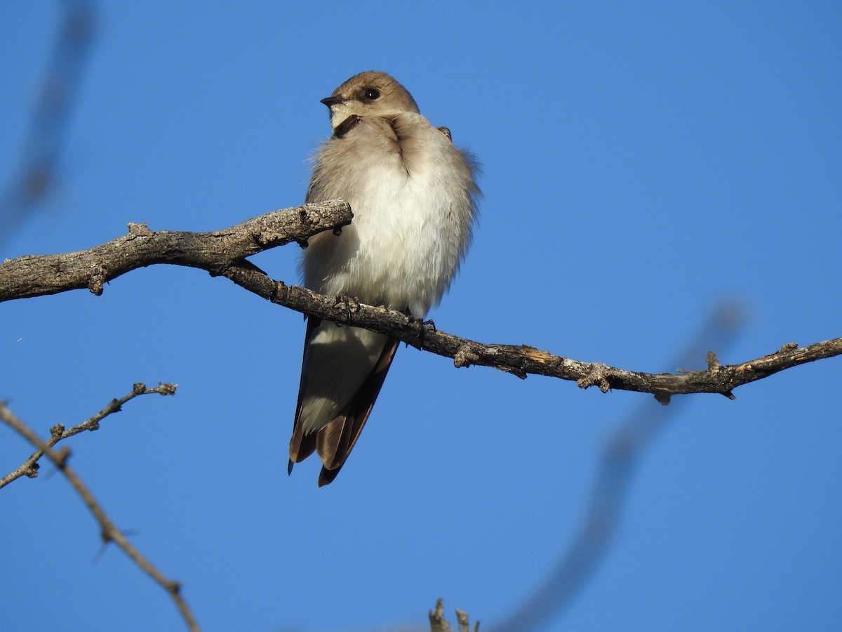 Northern Rough-winged Swallow - ML209896131
