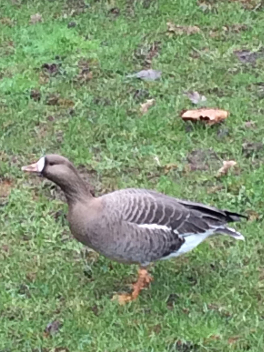 Greater White-fronted Goose - ML209896511