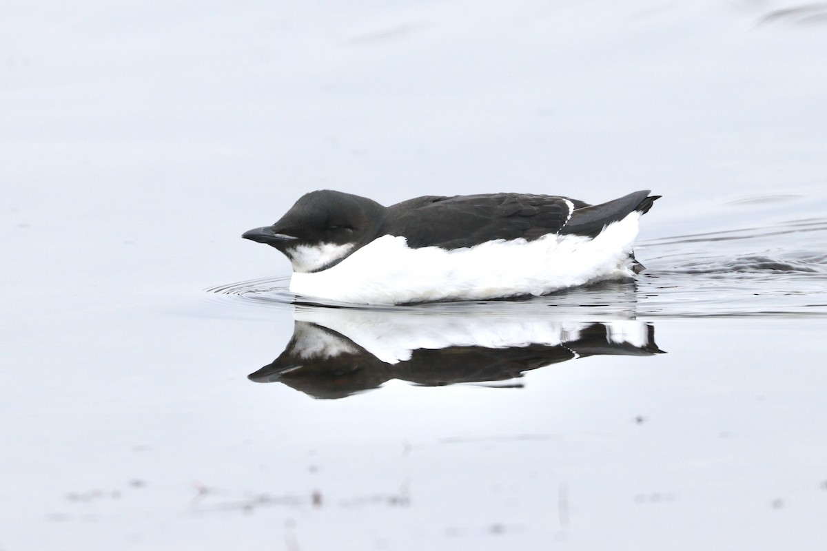 Thick-billed Murre - ML209897881