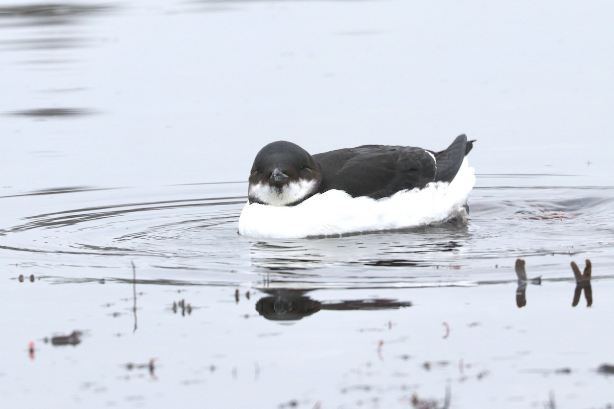 Thick-billed Murre - ML209897891