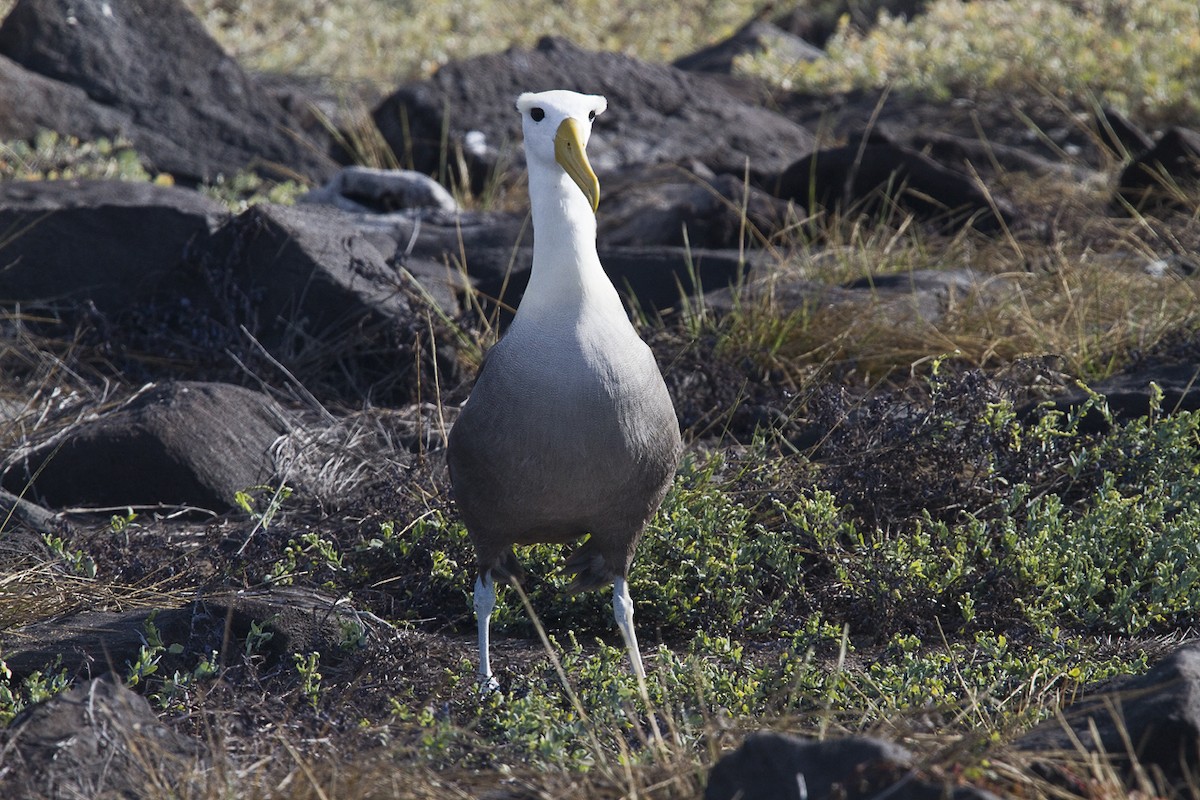 Albatros des Galapagos - ML209898051