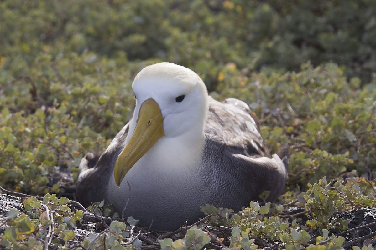 Albatros de Galápagos - ML209898071