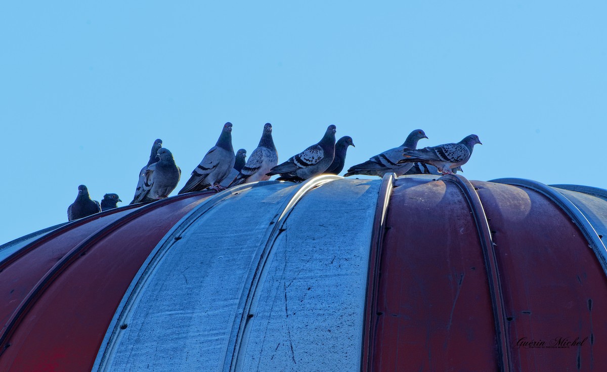 Rock Pigeon (Feral Pigeon) - Michel Guérin