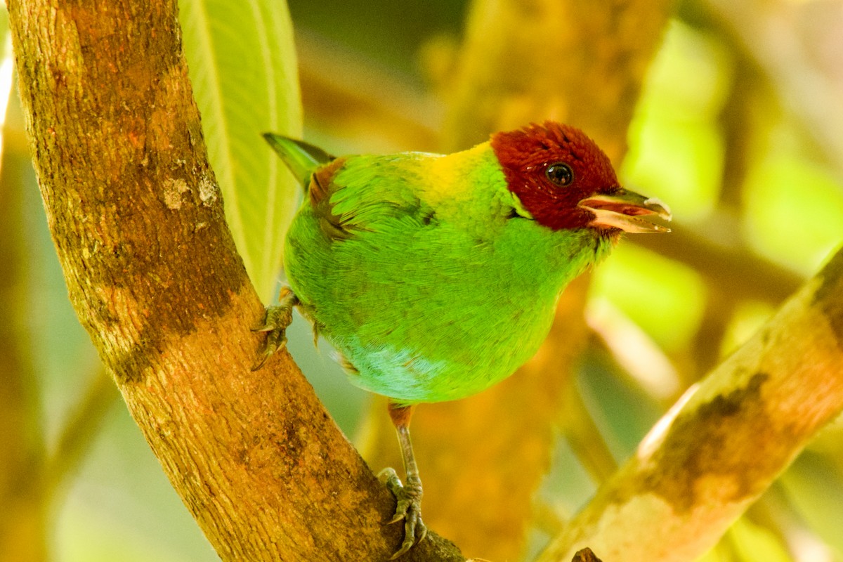 Rufous-winged Tanager - ML209905671