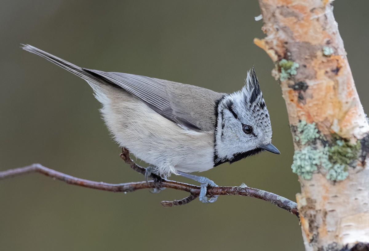 Crested Tit - ML209906741