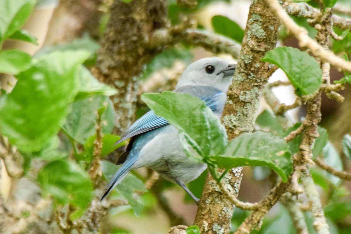 Blue-gray Tanager - ML209908811