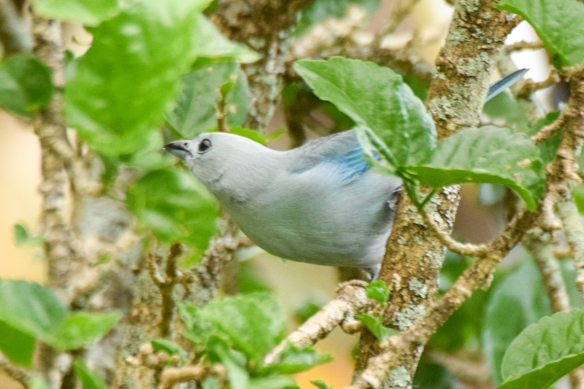 Blue-gray Tanager - ML209908821