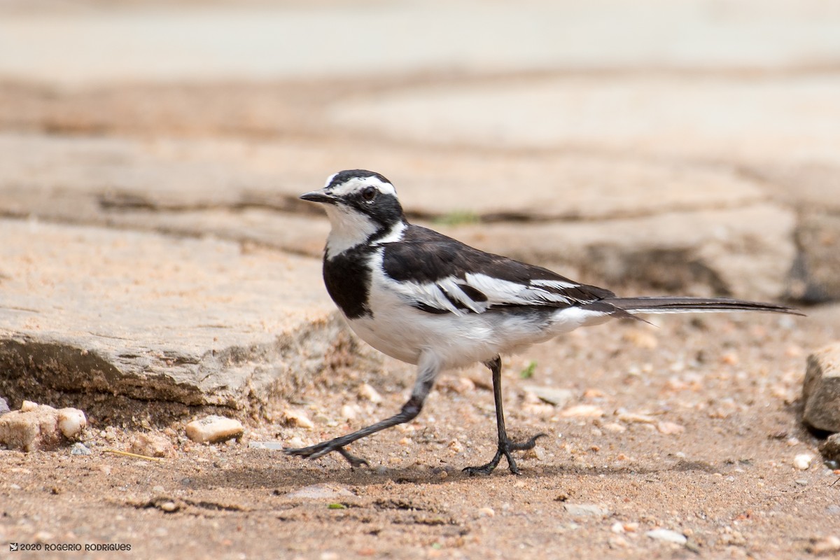 African Pied Wagtail - ML209909361