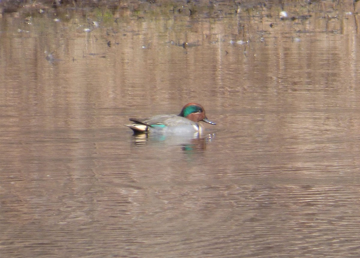 Green-winged Teal - ML209909851