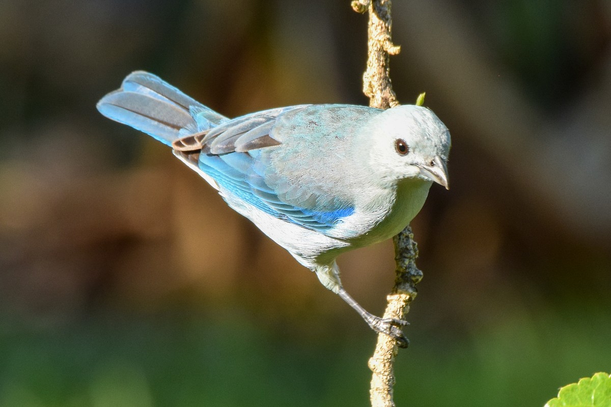 Blue-gray Tanager - ML209910351