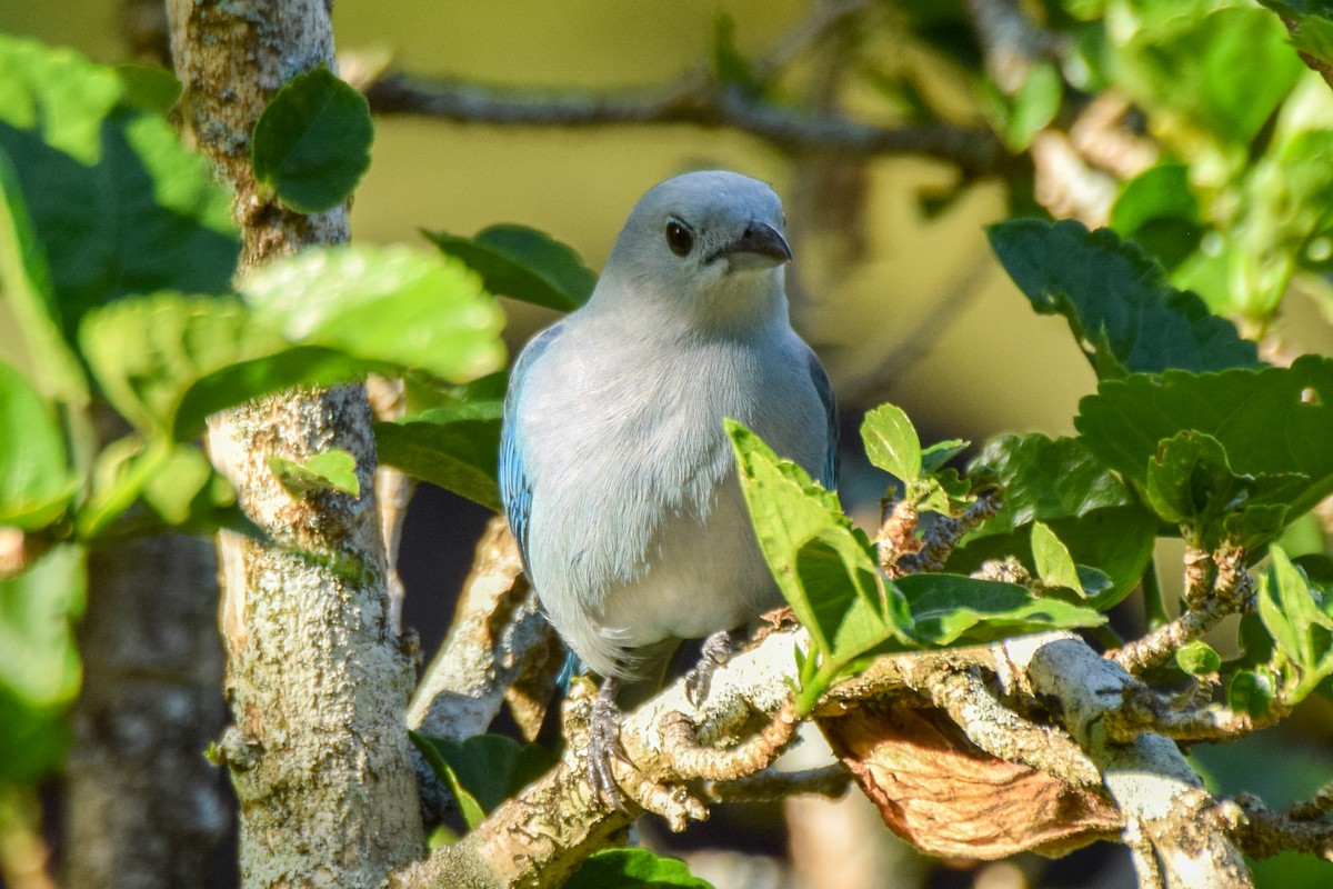 Blue-gray Tanager - ML209910851