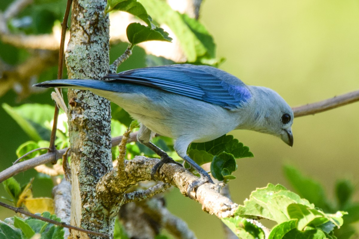 Blue-gray Tanager - ML209910881