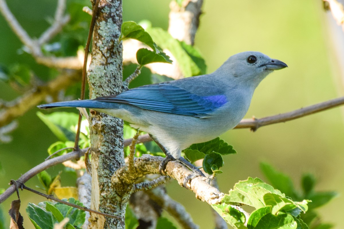 Blue-gray Tanager - ML209910961