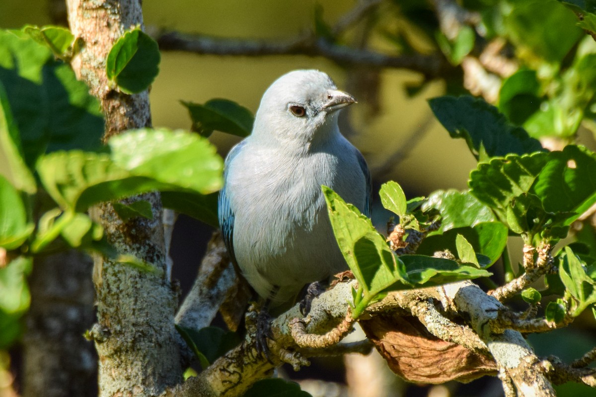 Blue-gray Tanager - Alison Bentley
