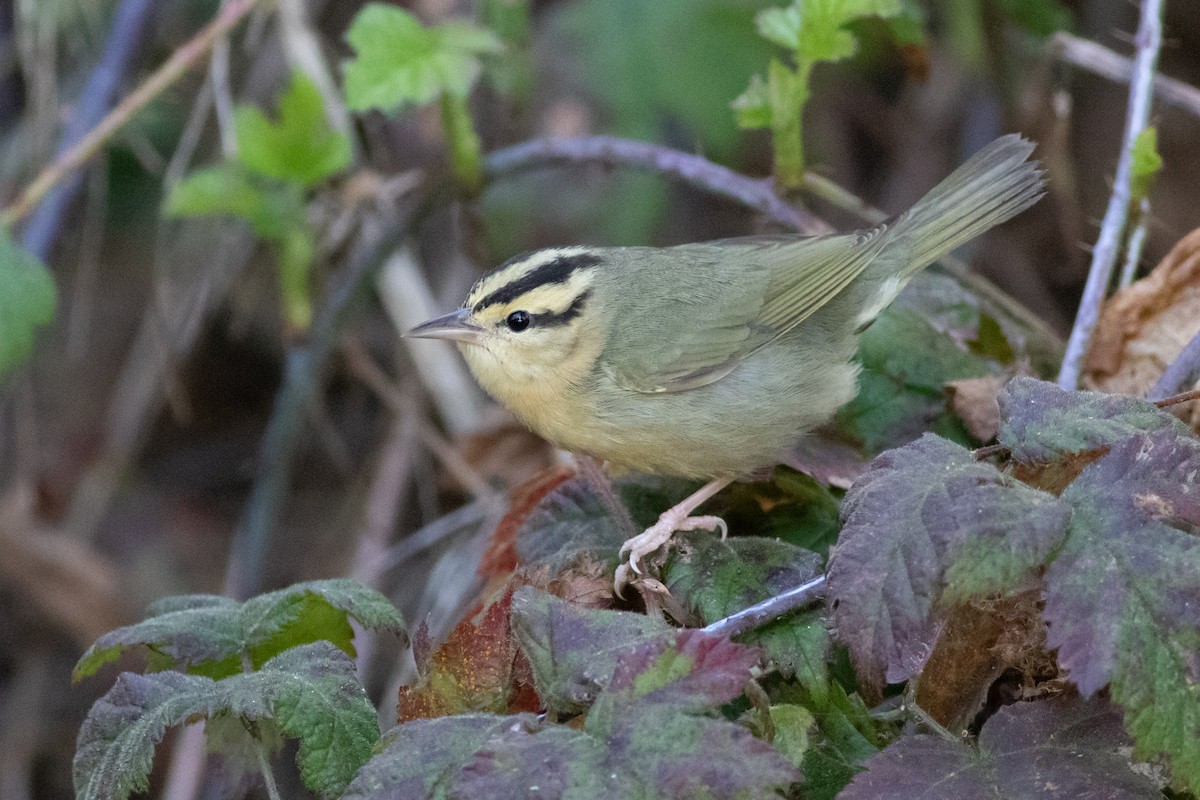 Worm-eating Warbler - Rob Fowler