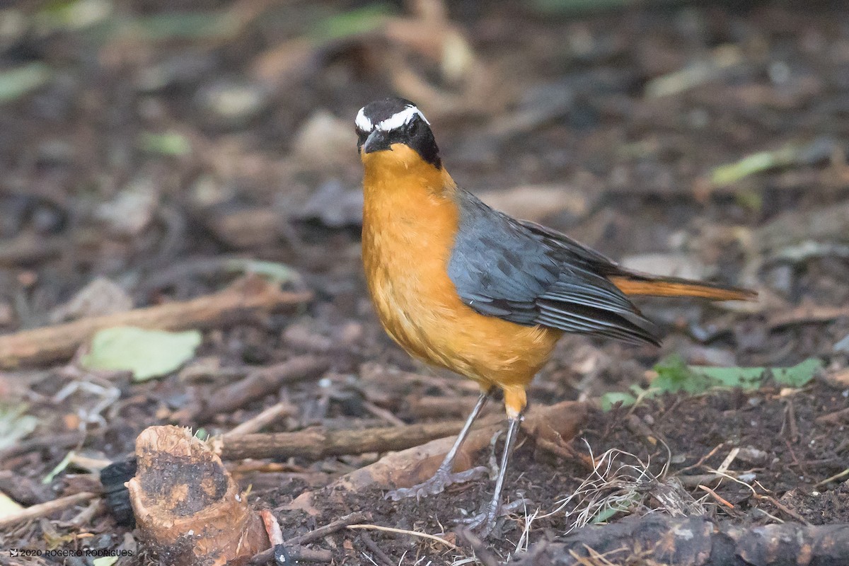 White-browed Robin-Chat - ML209917011
