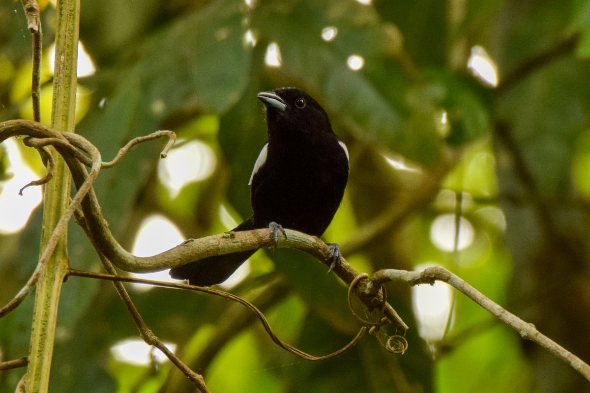 White-shouldered Tanager - ML209920041