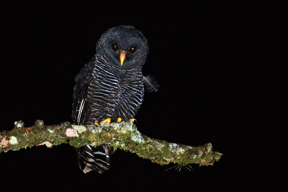 Black-banded Owl - Fernando Farias