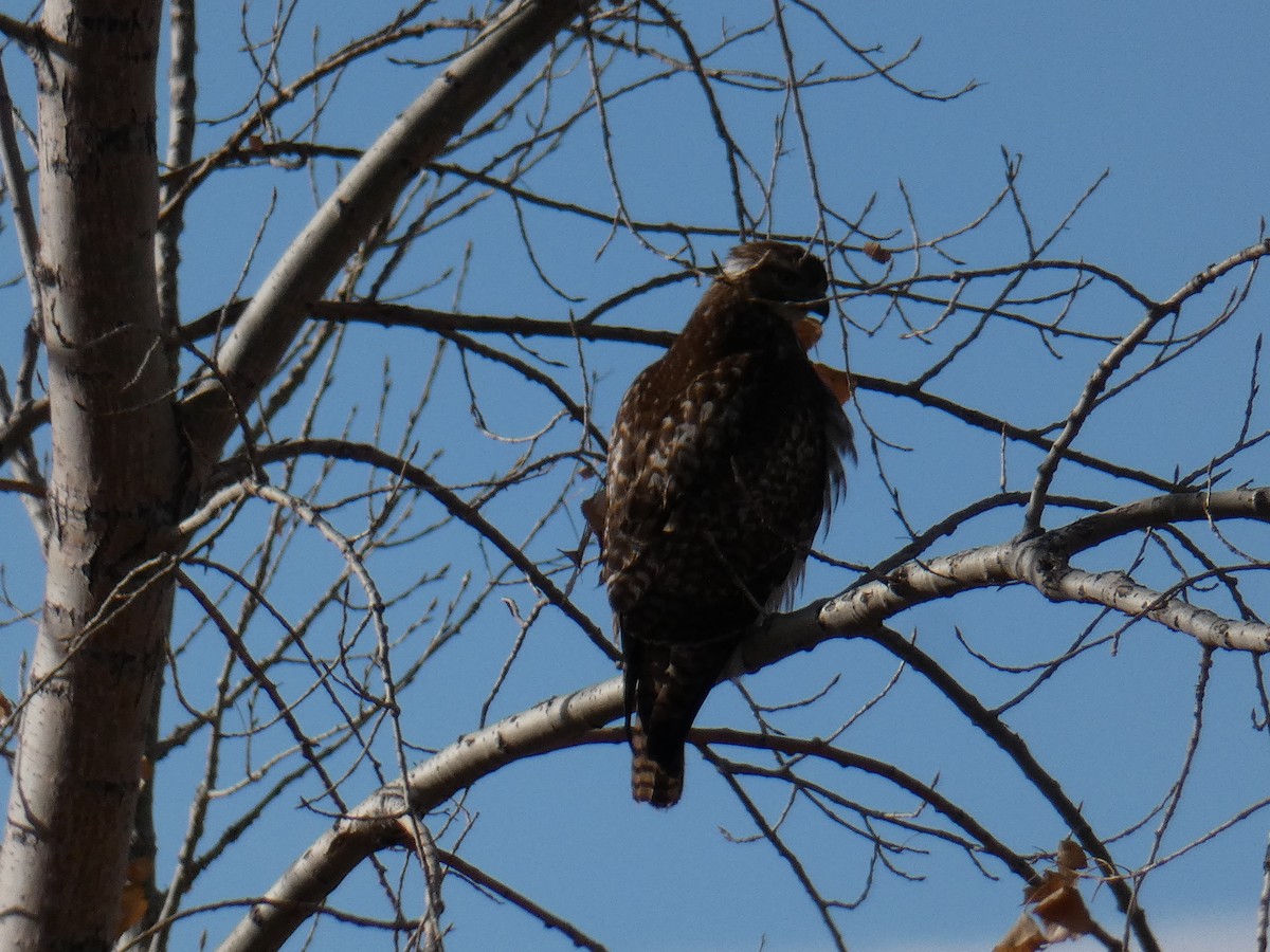 Red-tailed Hawk (Harlan's) - diana beatty