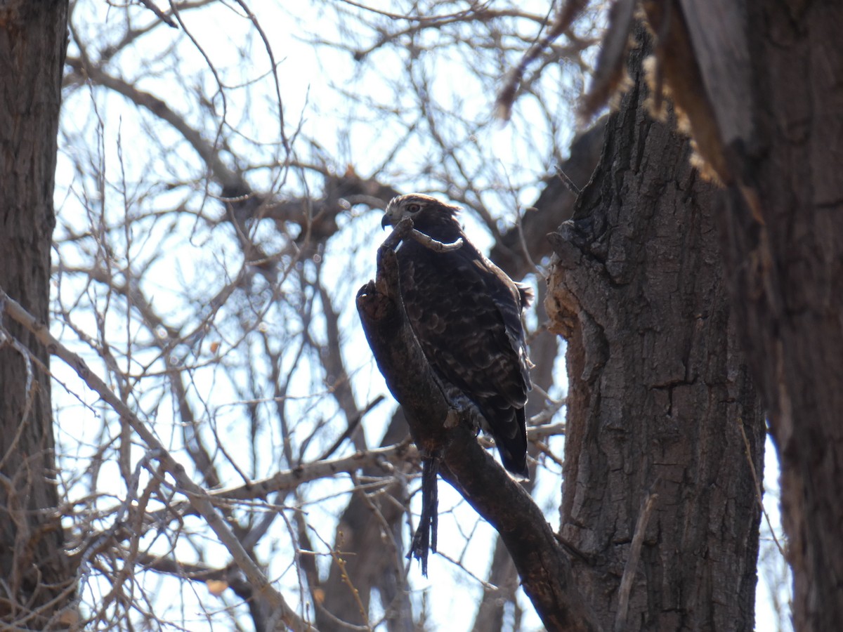 Red-tailed Hawk (Harlan's) - ML209921071