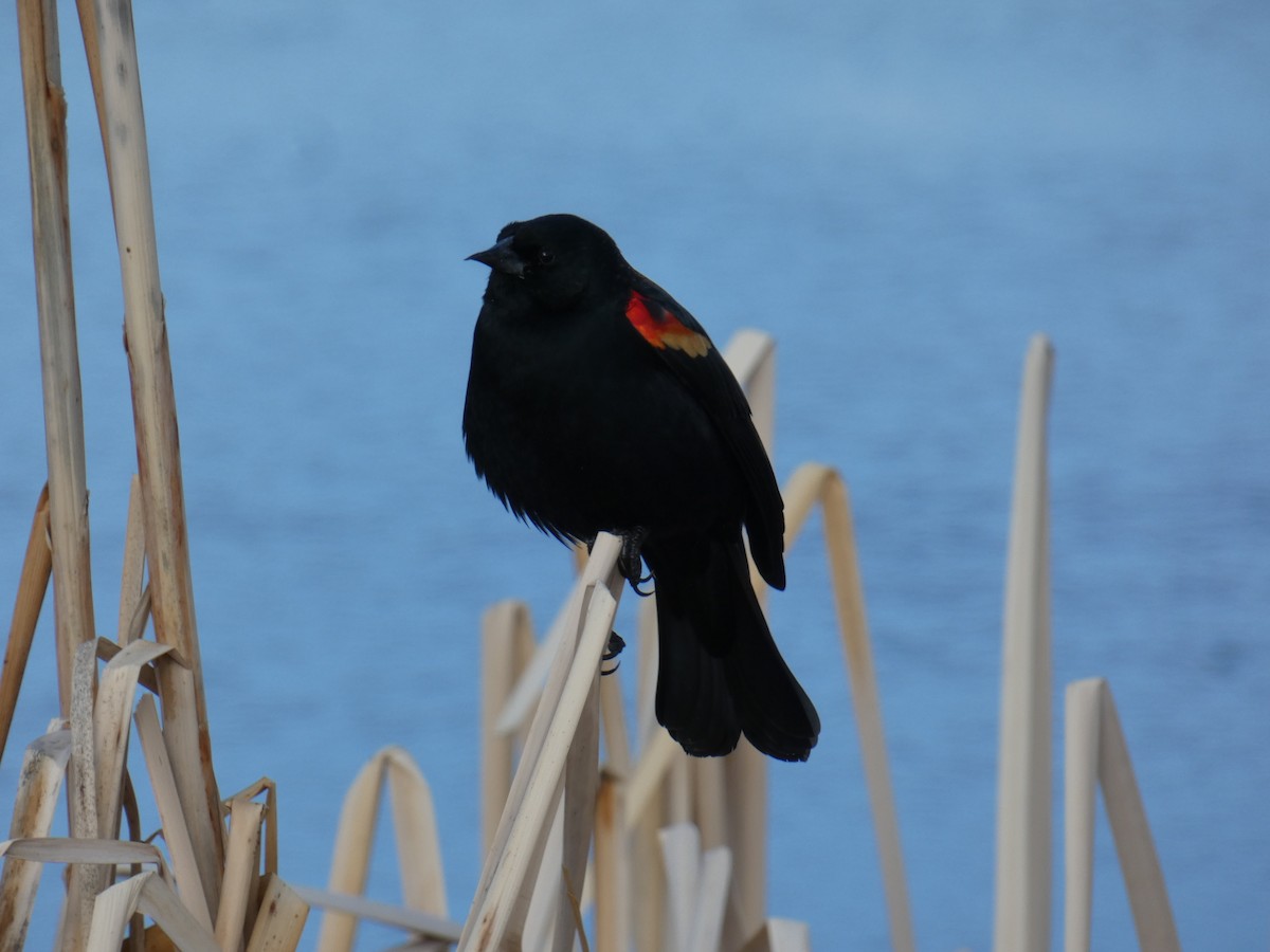 Red-winged Blackbird - ML209922001