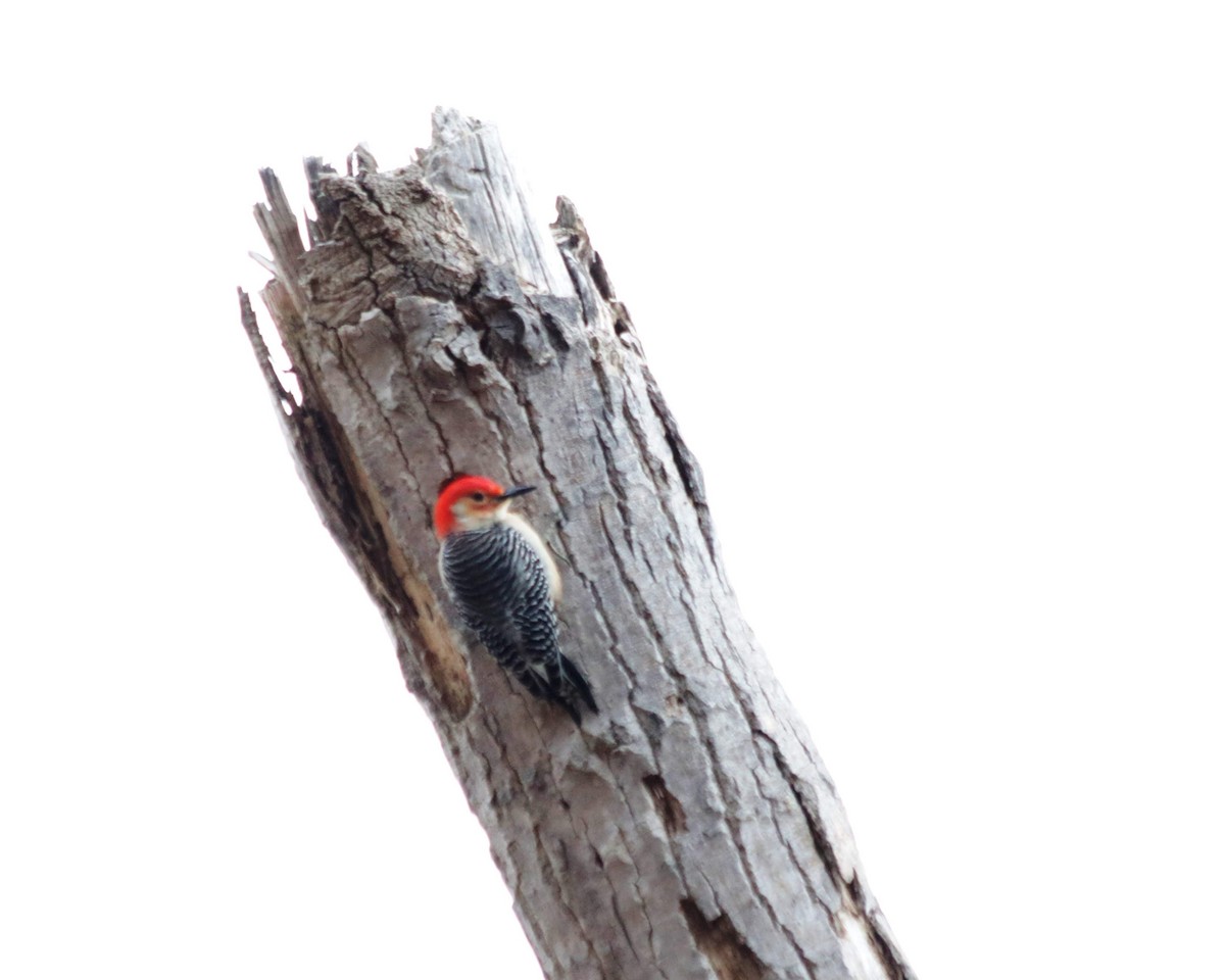 Red-bellied Woodpecker - ML209923721