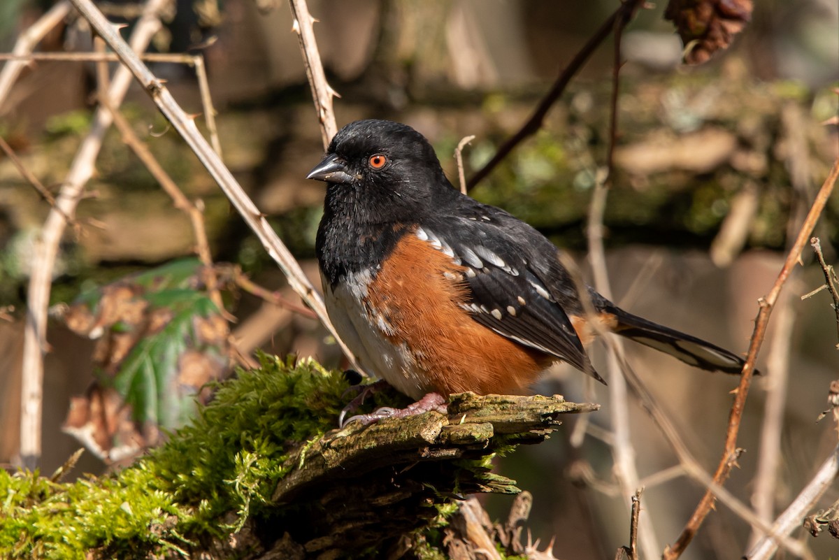 Spotted Towhee - ML209924981