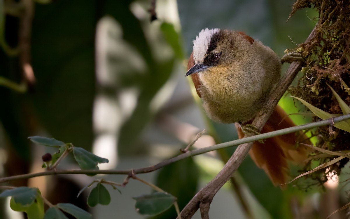 Marcapata Spinetail - ML209925151