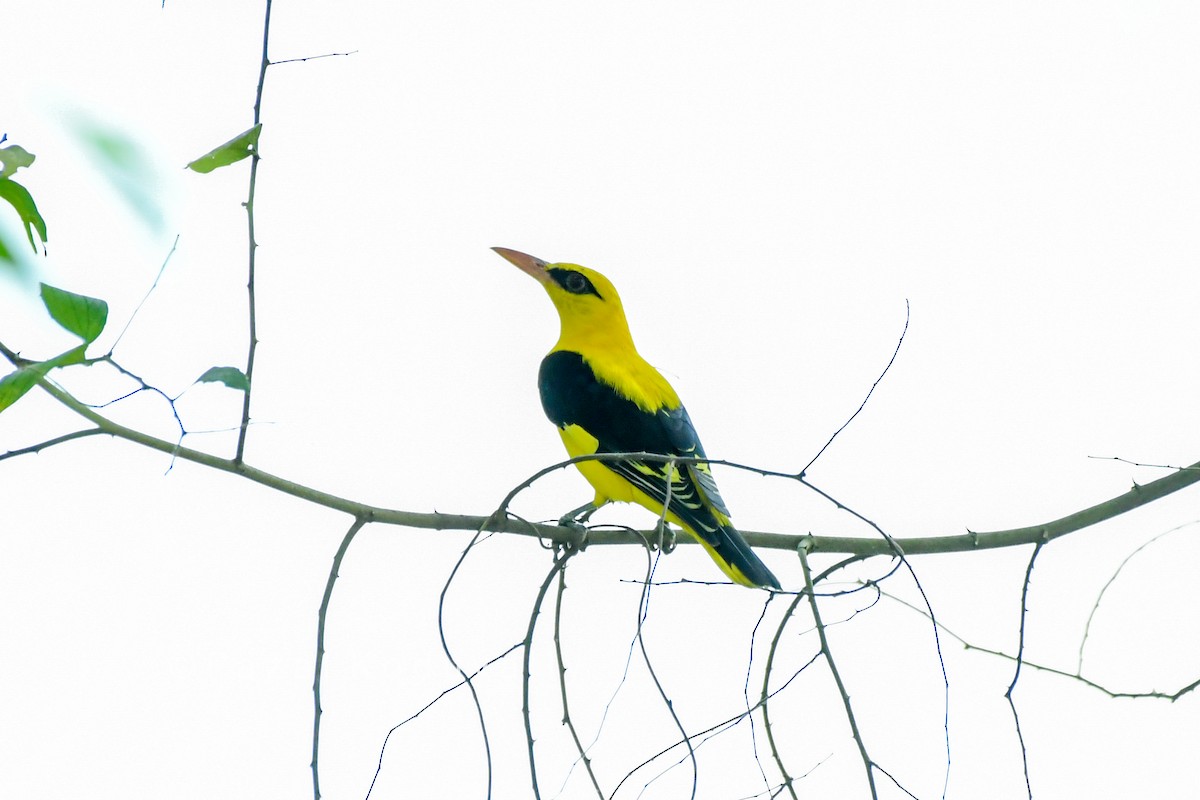 Indian Golden Oriole - ML209925361
