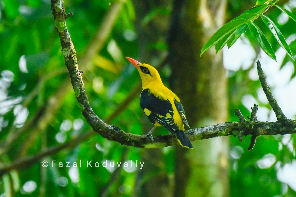 Indian Golden Oriole - ML209925591