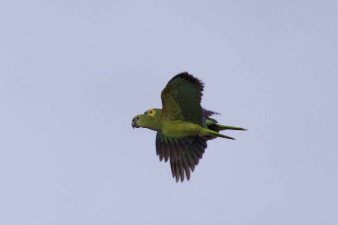 Turquoise-fronted Parrot - ML209926411