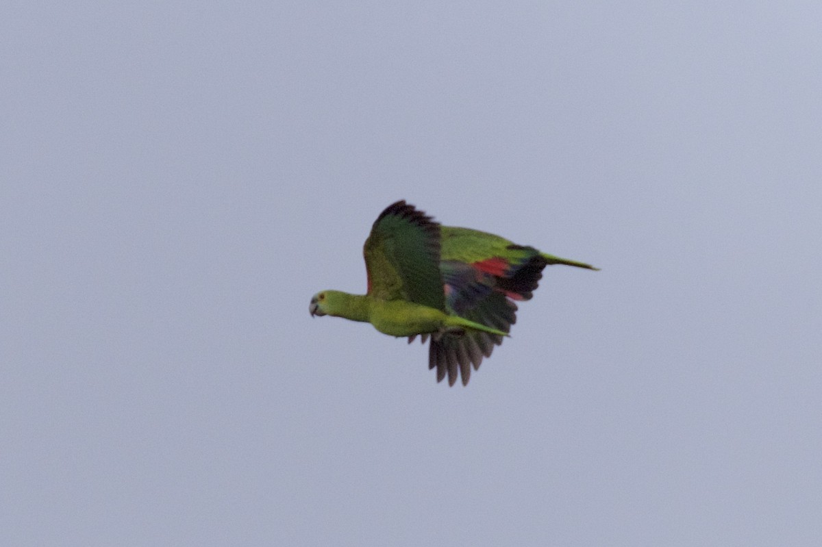 Turquoise-fronted Parrot - ML209926421