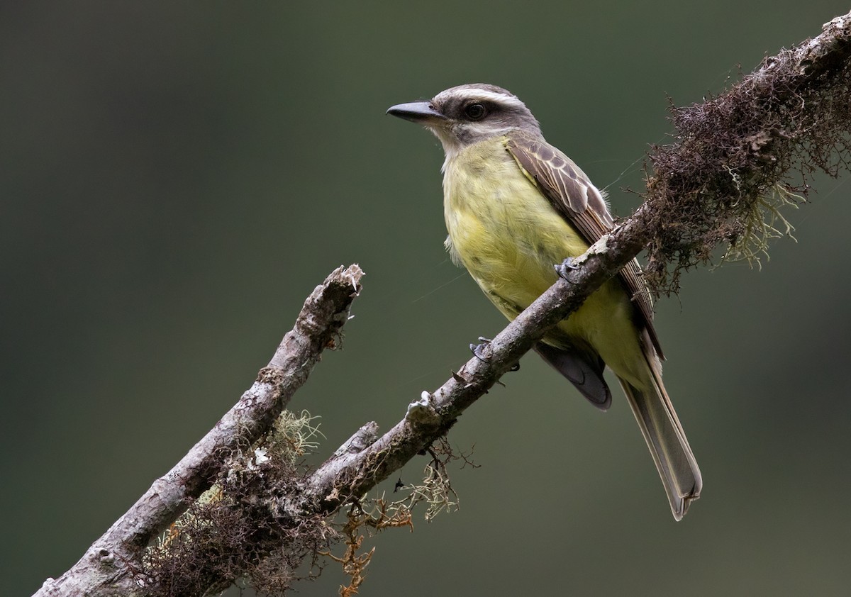 Golden-crowned Flycatcher - Lars Petersson | My World of Bird Photography