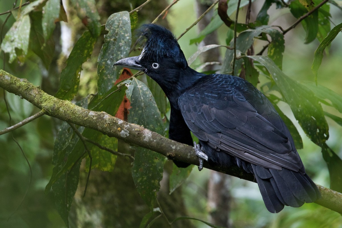 Amazonian Umbrellabird - Lars Petersson | My World of Bird Photography