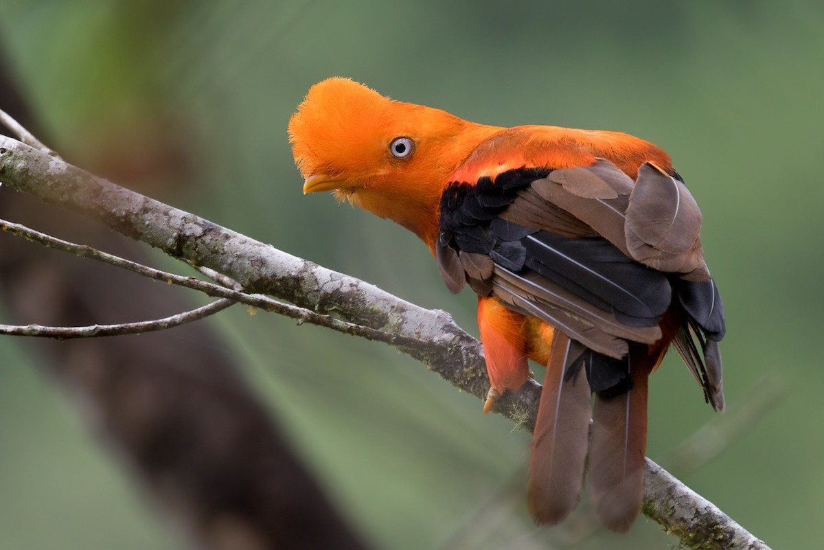 Andean Cock-of-the-rock - Lars Petersson | My World of Bird Photography