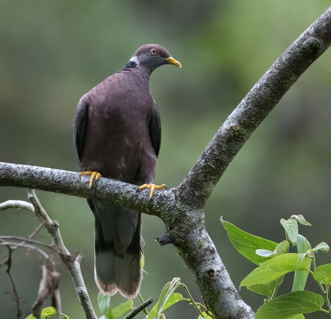 Band-tailed Pigeon - Lars Petersson | My World of Bird Photography