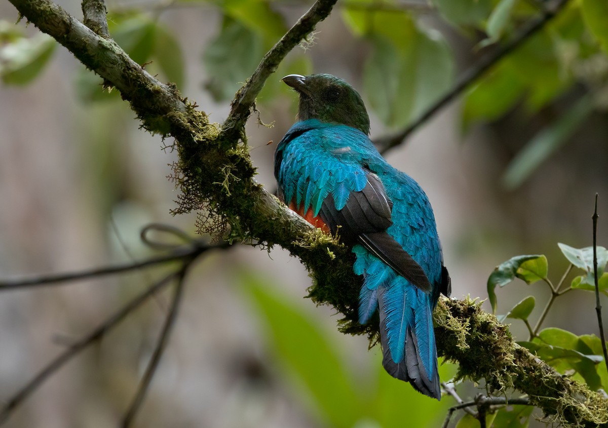 Golden-headed Quetzal - Lars Petersson | My World of Bird Photography
