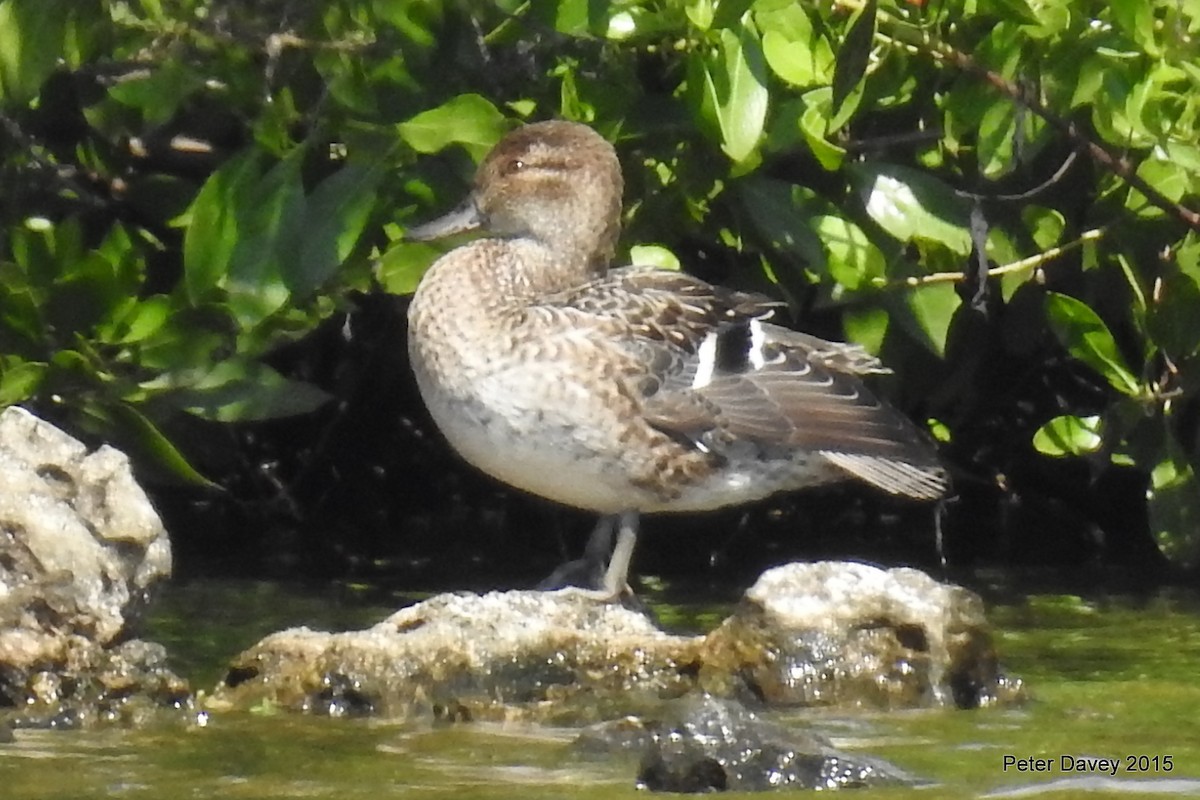 Green-winged Teal - Peter Davey