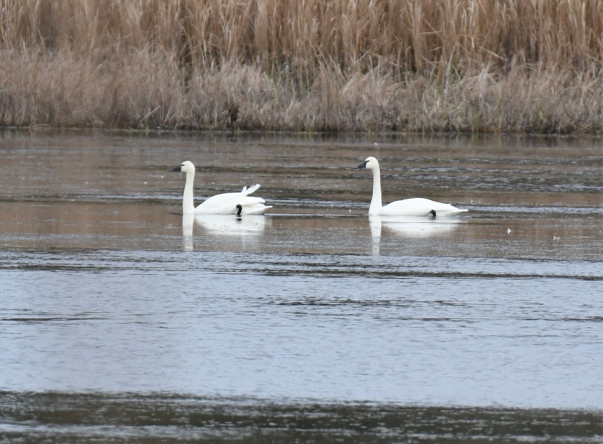 eBird Checklist - 16 Feb 2020 - Bear Island WMA (fall and winter ...