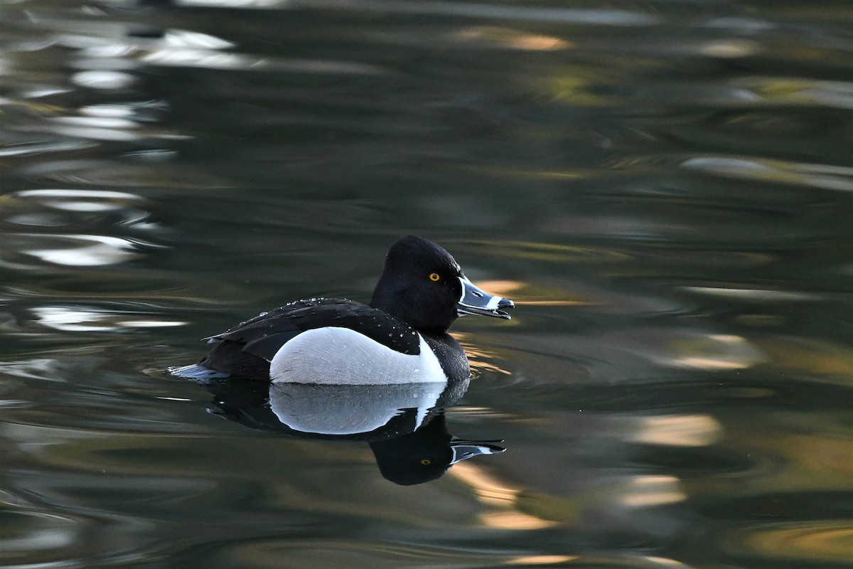 Ring-necked Duck - David Beaudette