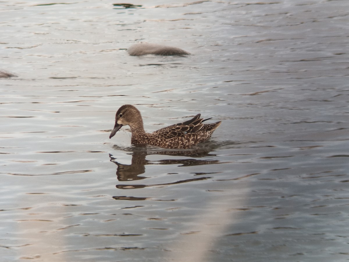 Blue-winged Teal - ML209937411