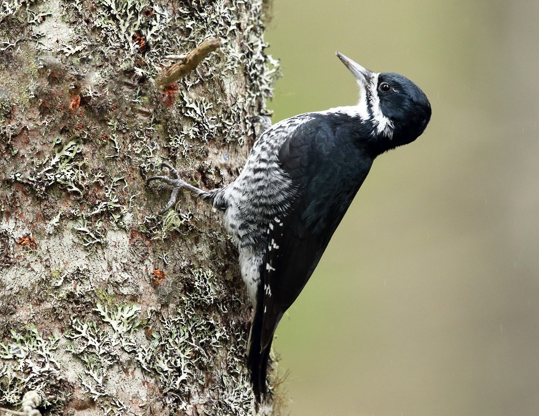 Black-backed Woodpecker - Tom Murray