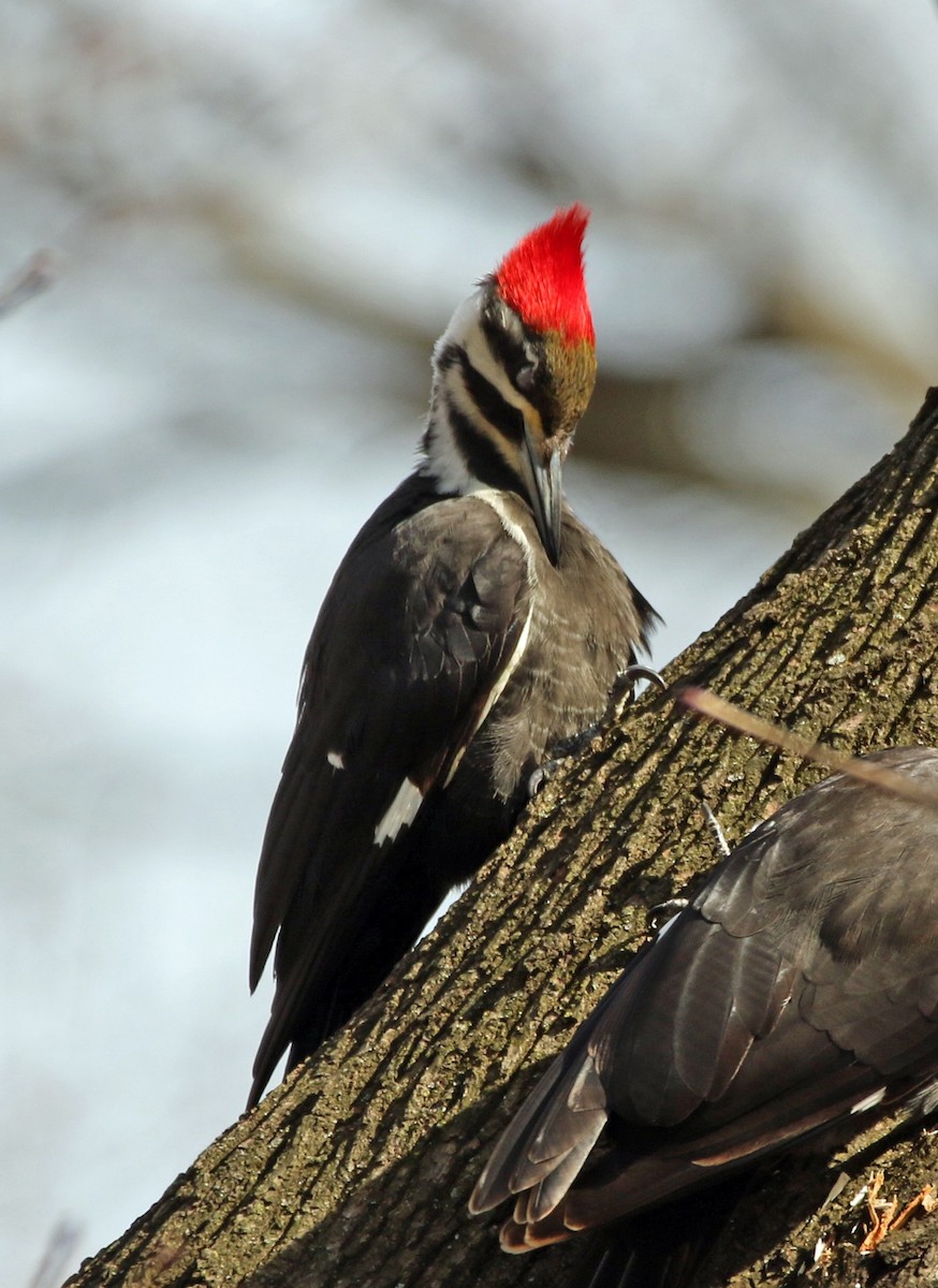 Pileated Woodpecker - William Parkin