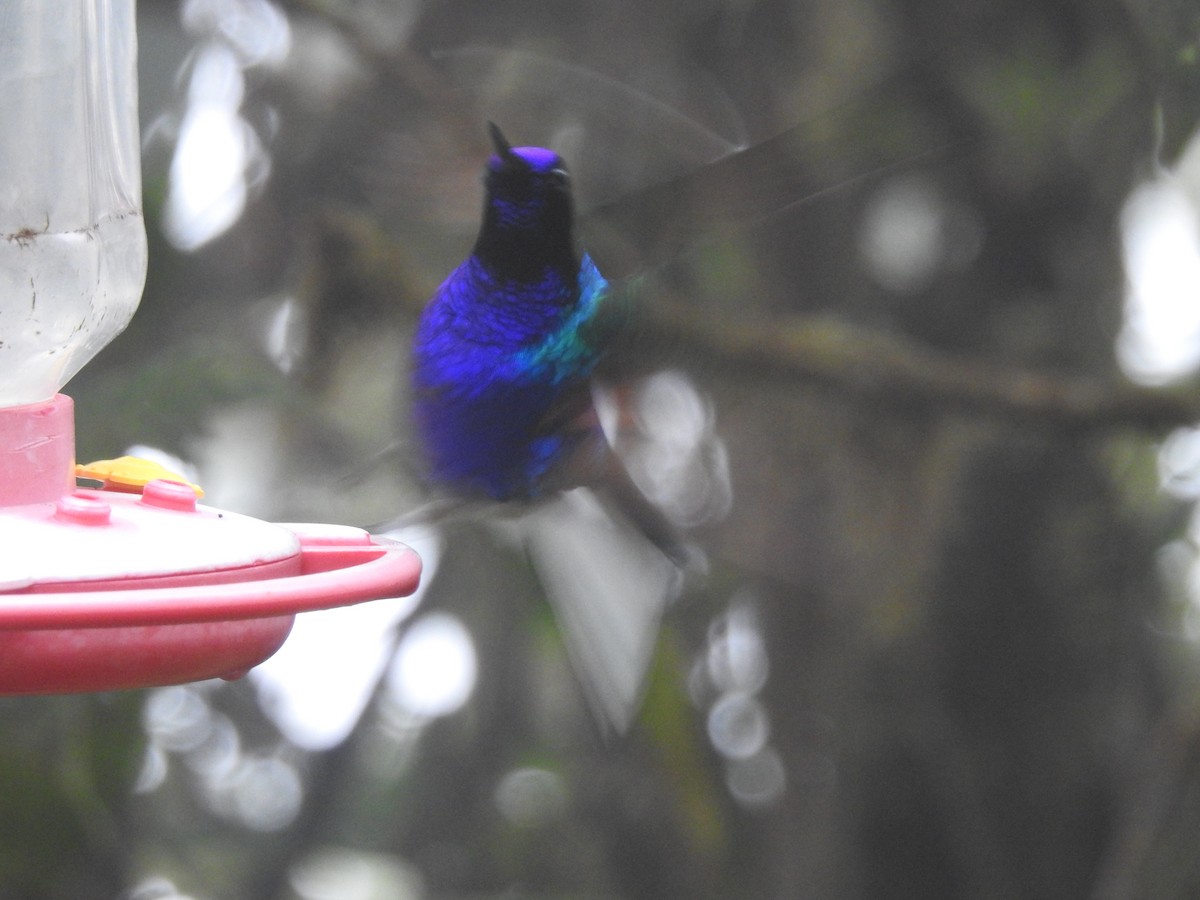 kolibřík hyacintový - ML209939441