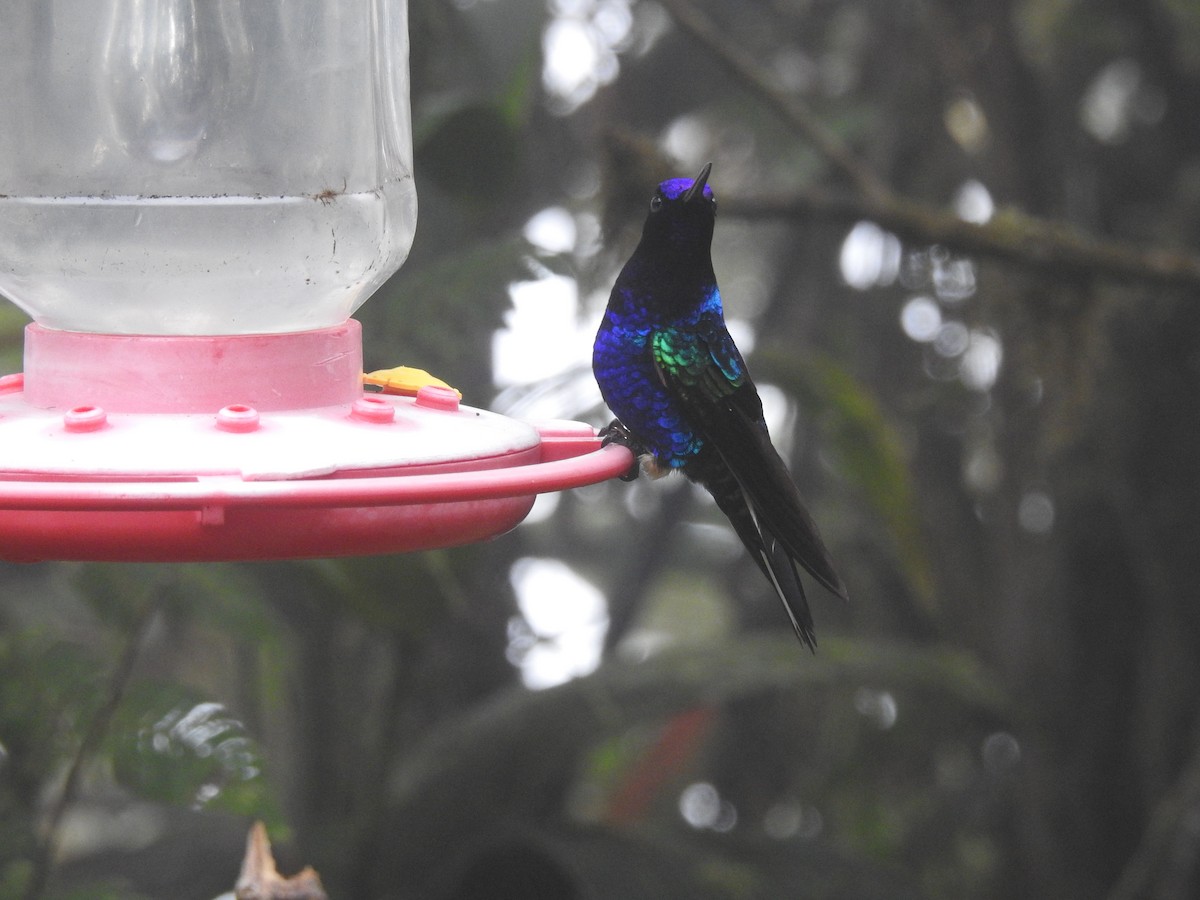 kolibřík hyacintový - ML209939451