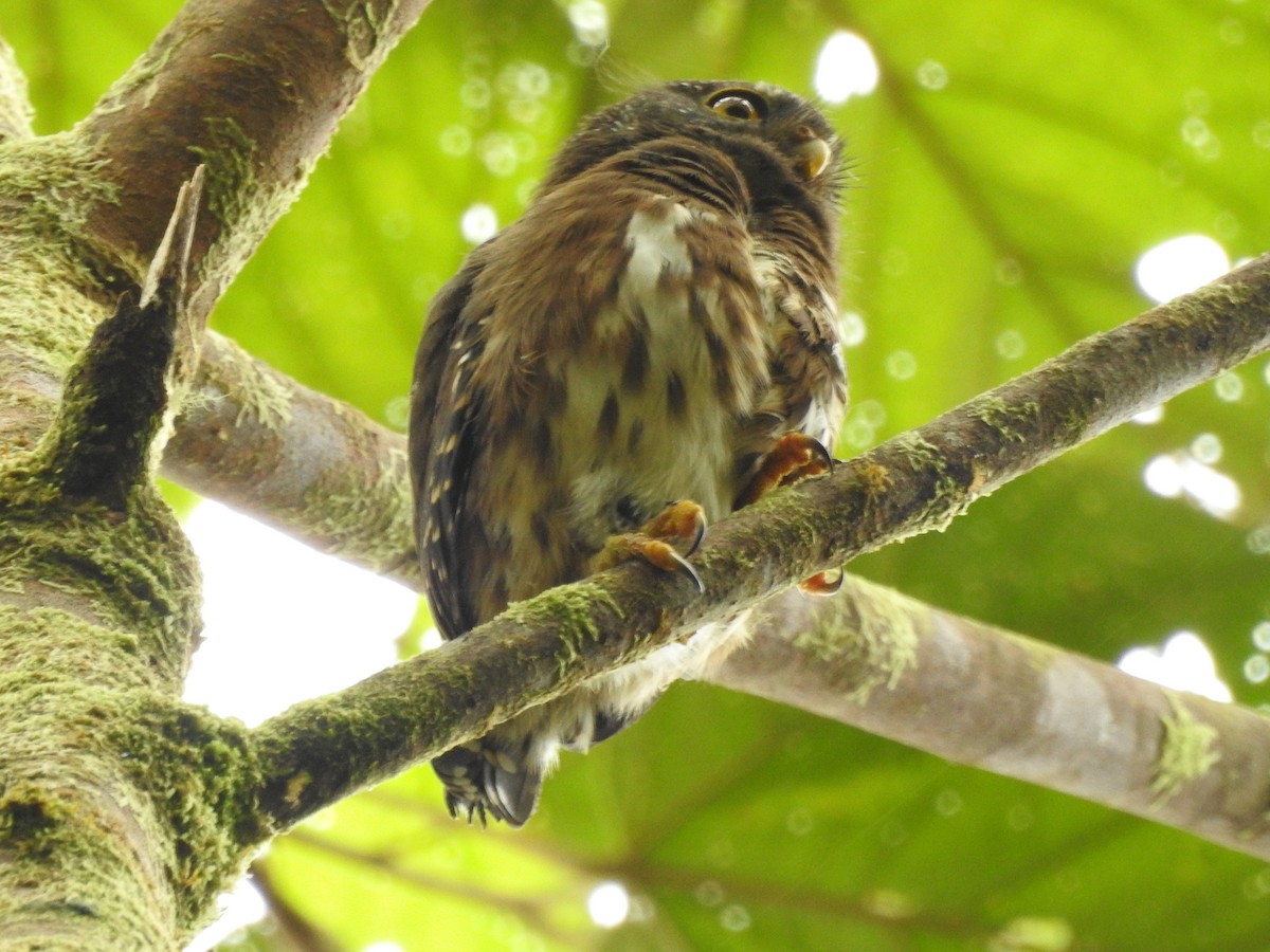 Cloud-forest Pygmy-Owl - David Smith