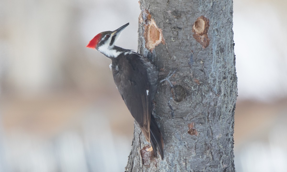 Pileated Woodpecker - Steve Kelling