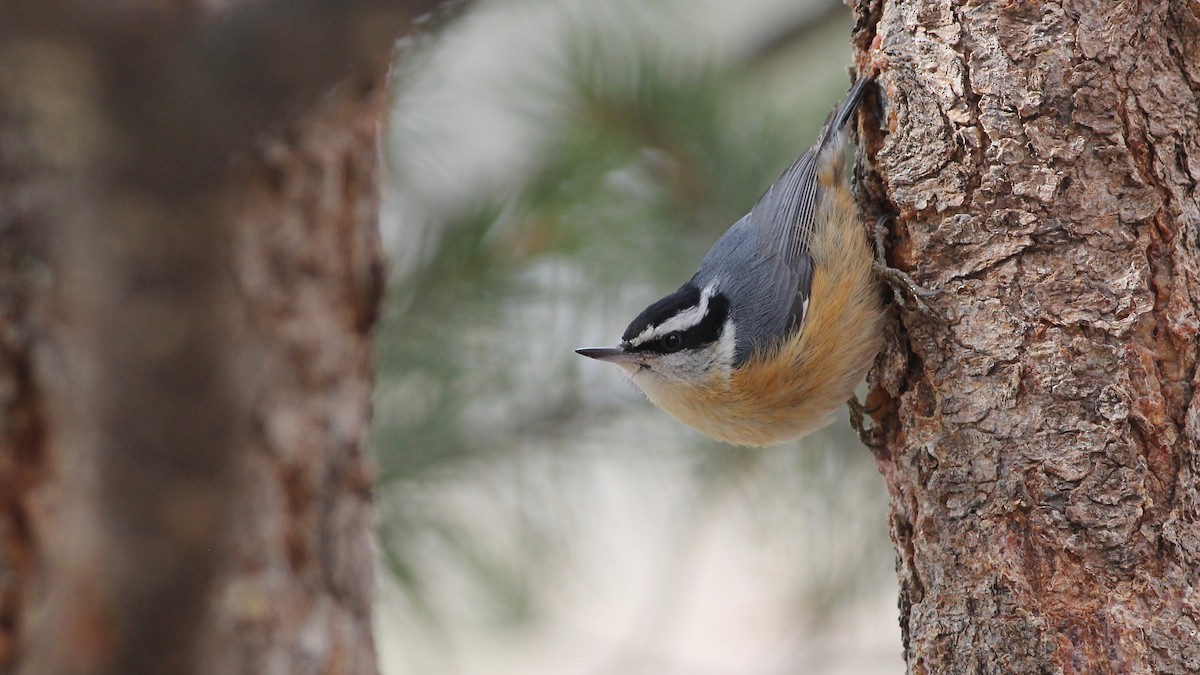 Red-breasted Nuthatch - Eric Hynes