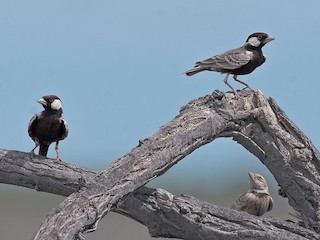 雄鳥和雌鳥 - Rogério Rodrigues - ML209947721