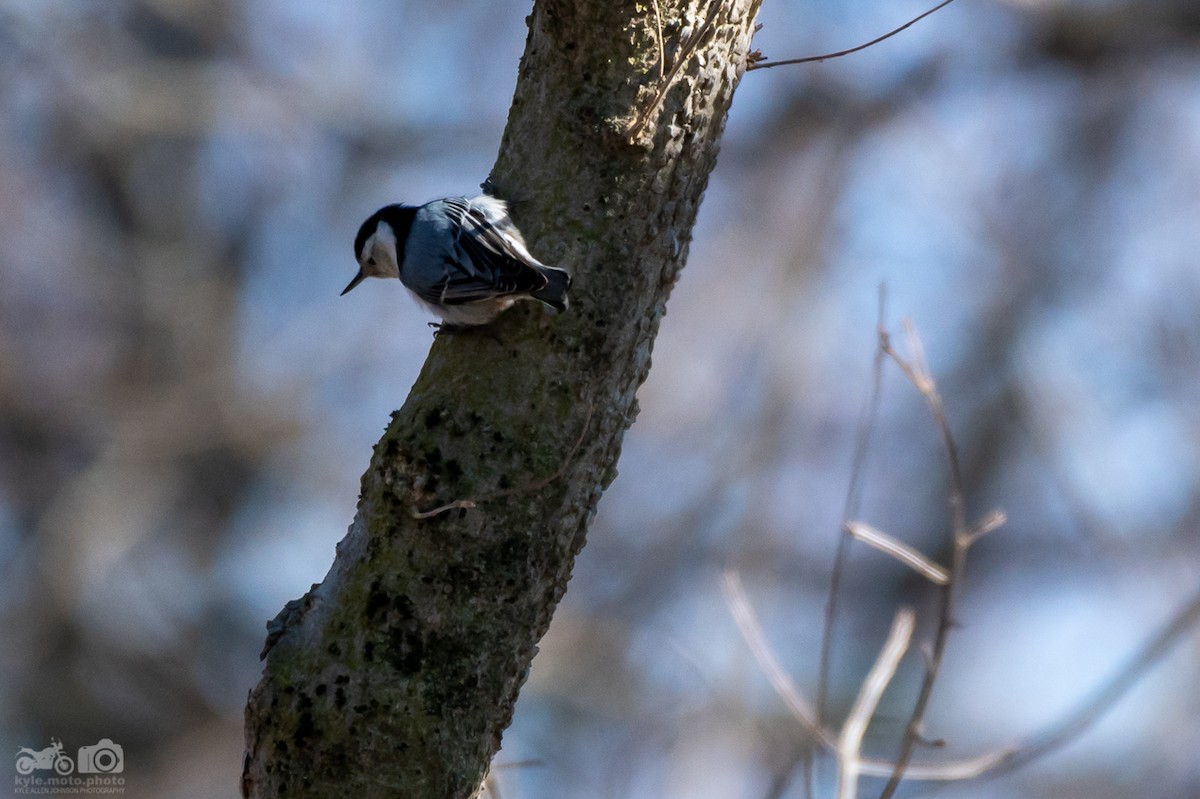 White-breasted Nuthatch - ML209948761